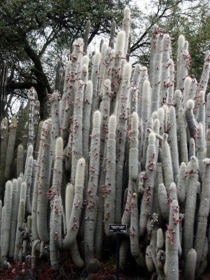 Cleistocactus strausii "Woolly torch"
