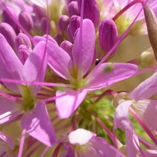 Cleome serrulata seeds