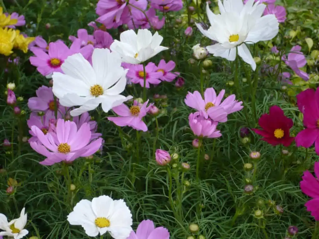 Cosmos bipinnatus Dwarf Mix (Cosmos White/Pink/Crimson) seeds - Phoenix ...