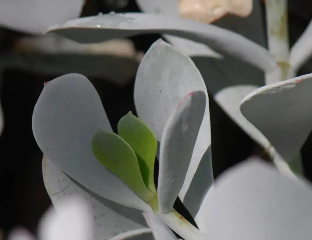 Cotyledon orbiculata