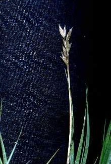 Distichlis spicata seeds