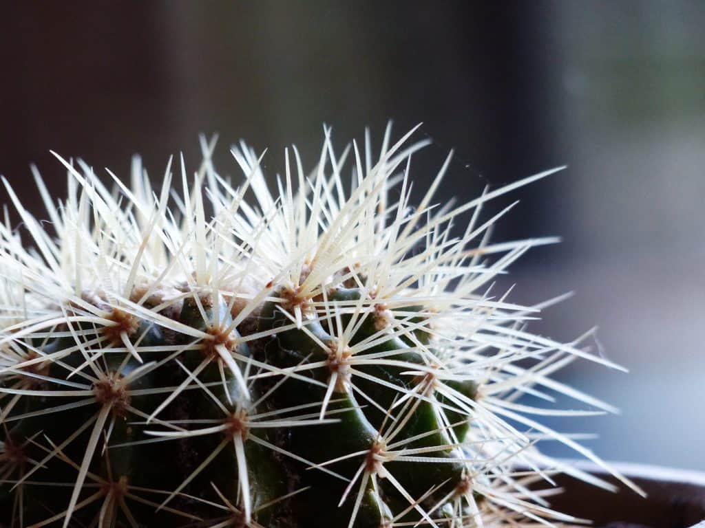 Echinocactus Grusonii V Alba Seeds Phoenix Desert Seeds 3552