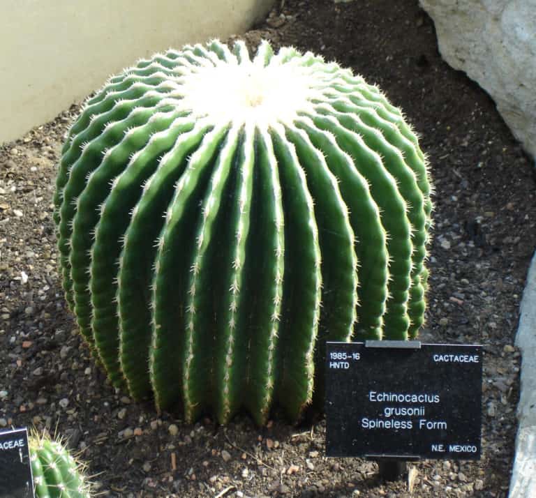 echinocactus grusonii brevispinus