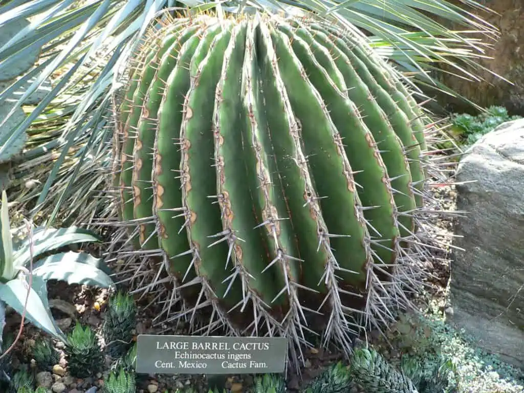 Echinocactus ingens seeds - Phoenix Desert Seeds