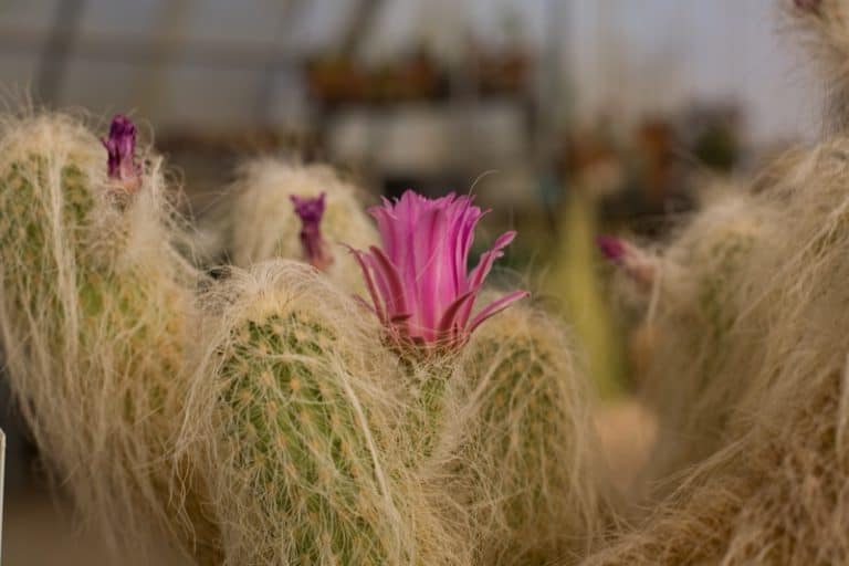 Echinocereus delaetii