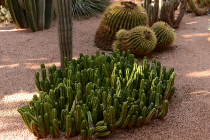 Echinocereus morricalii