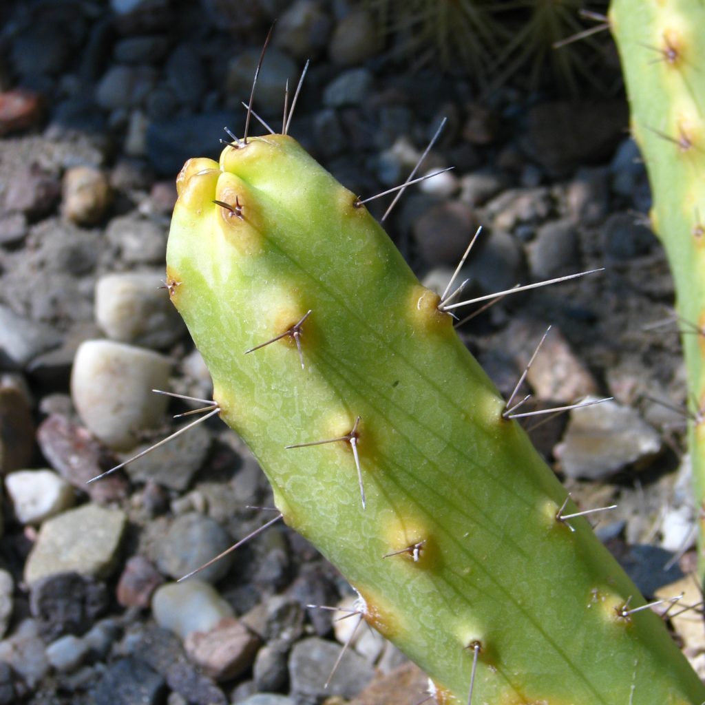 Echinocereus pentalophus subs. leonensis 