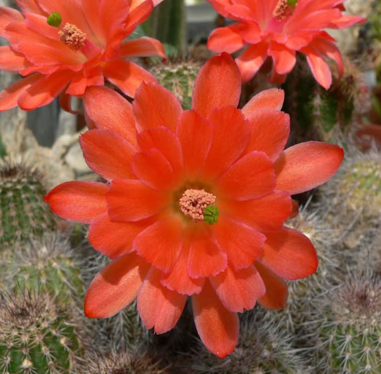 Echinocereus polyacanthus ssp huitcholensis