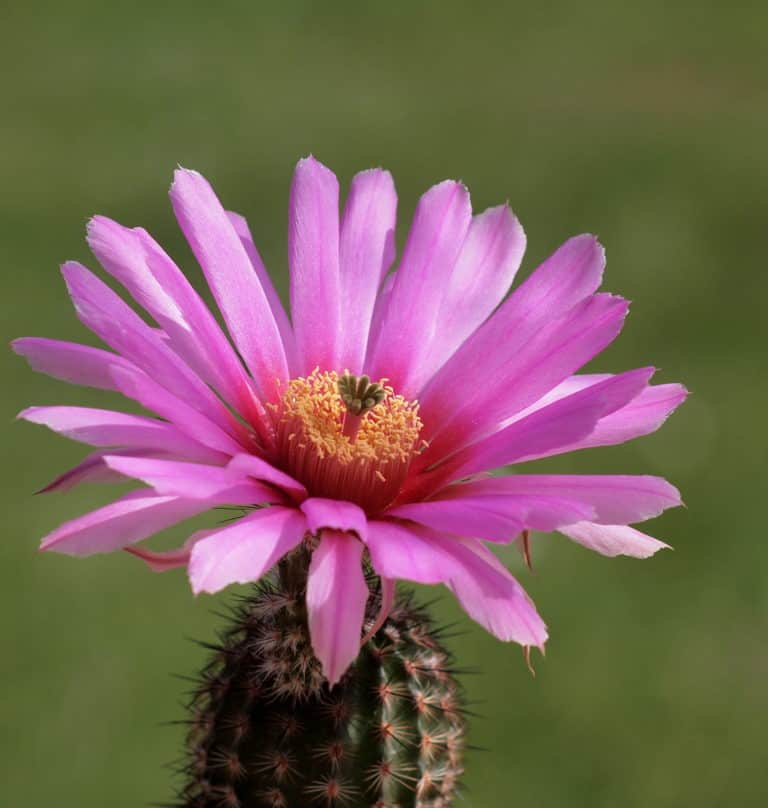 Echinocereus reichenbachii ssp. armatus (Syn- Echinocereus fitchii var. armatus)