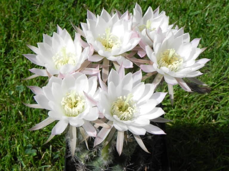 Echinopsis ancistrophora