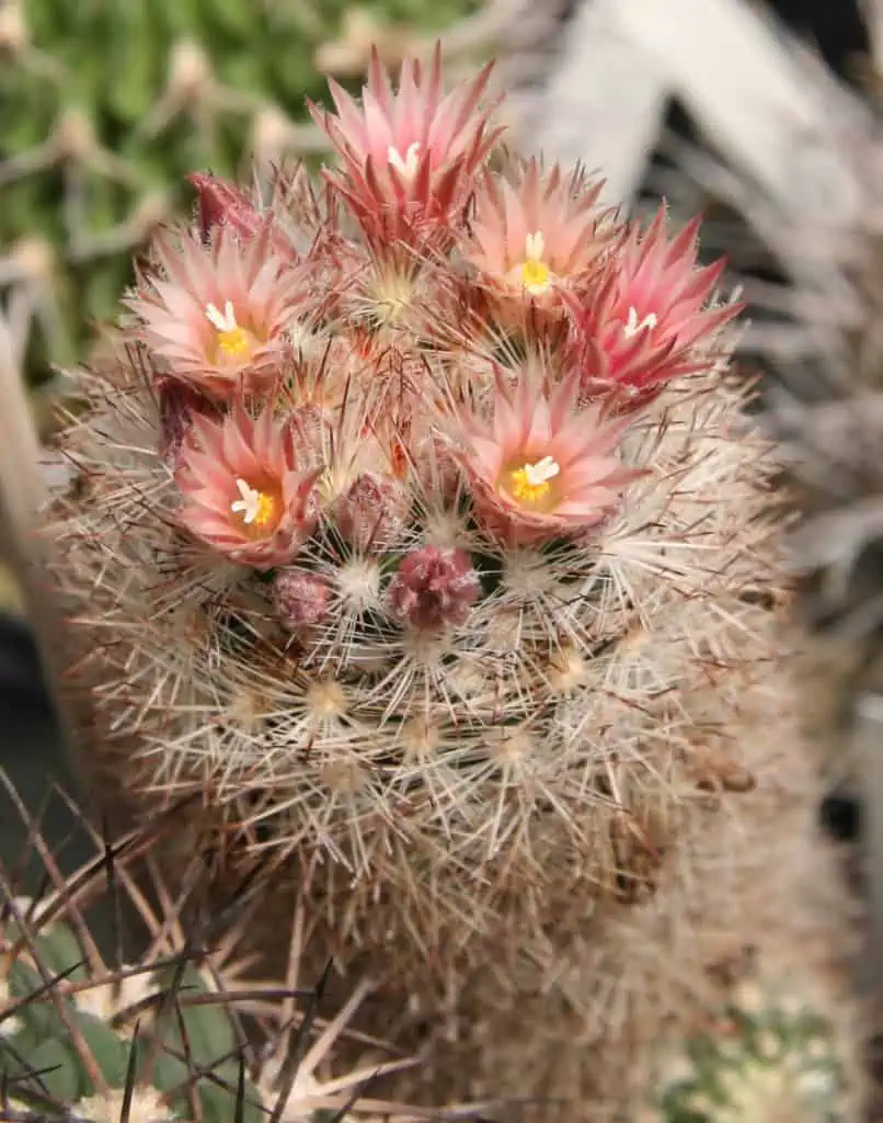 Escobaria varicolor