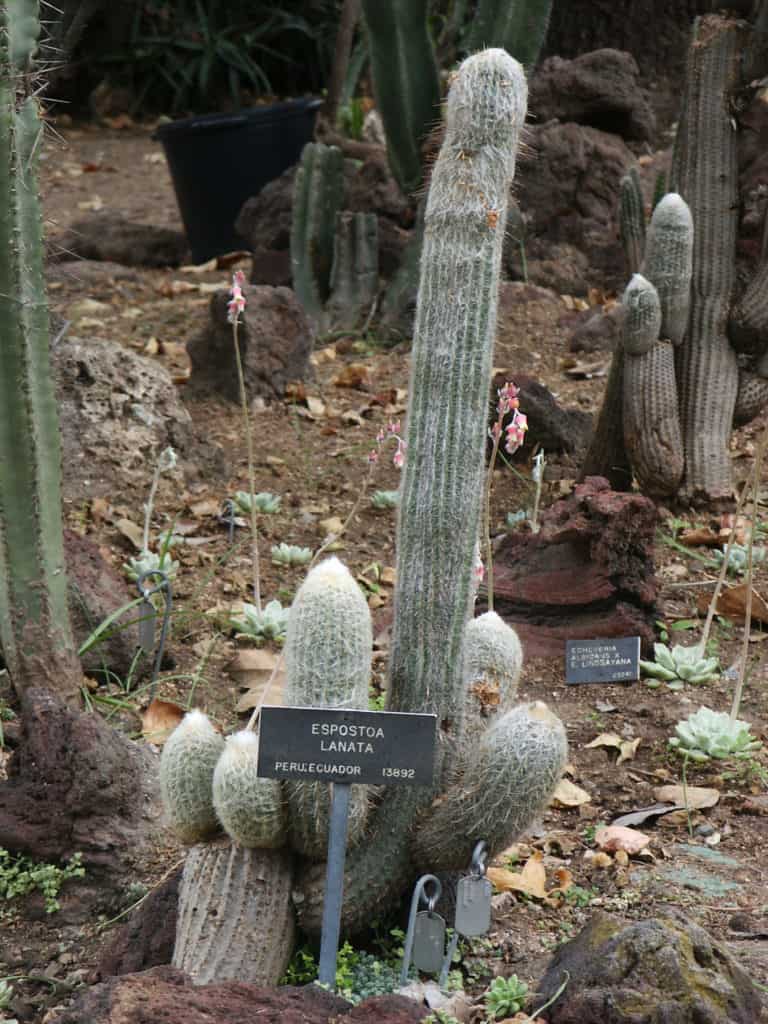 Espostoa lanata