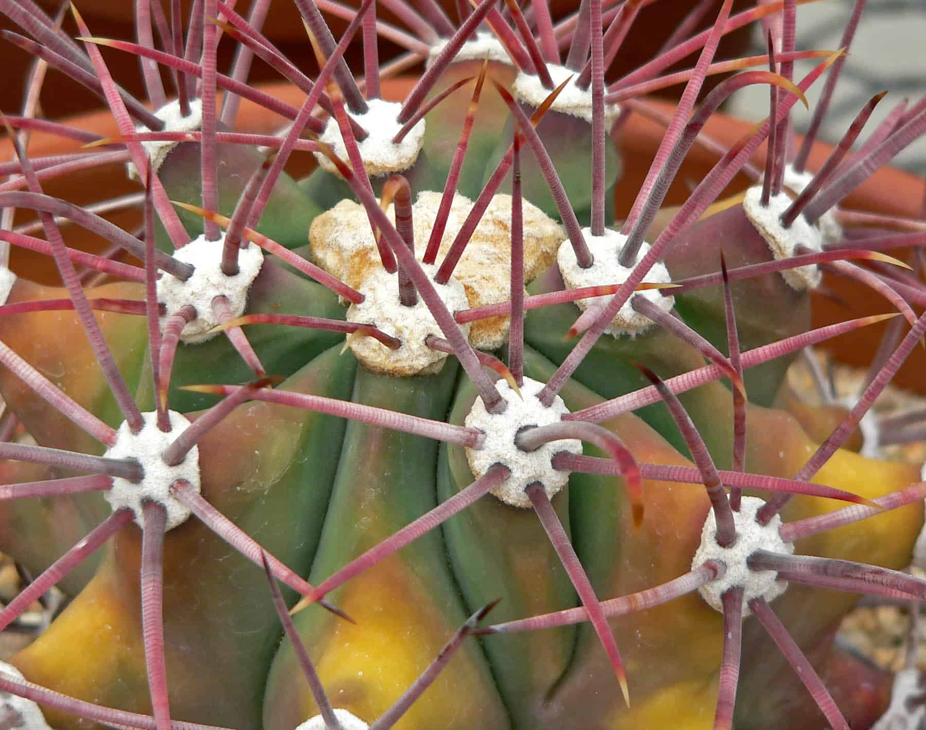 Ferocactus covillei seeds - Phoenix Desert Seeds