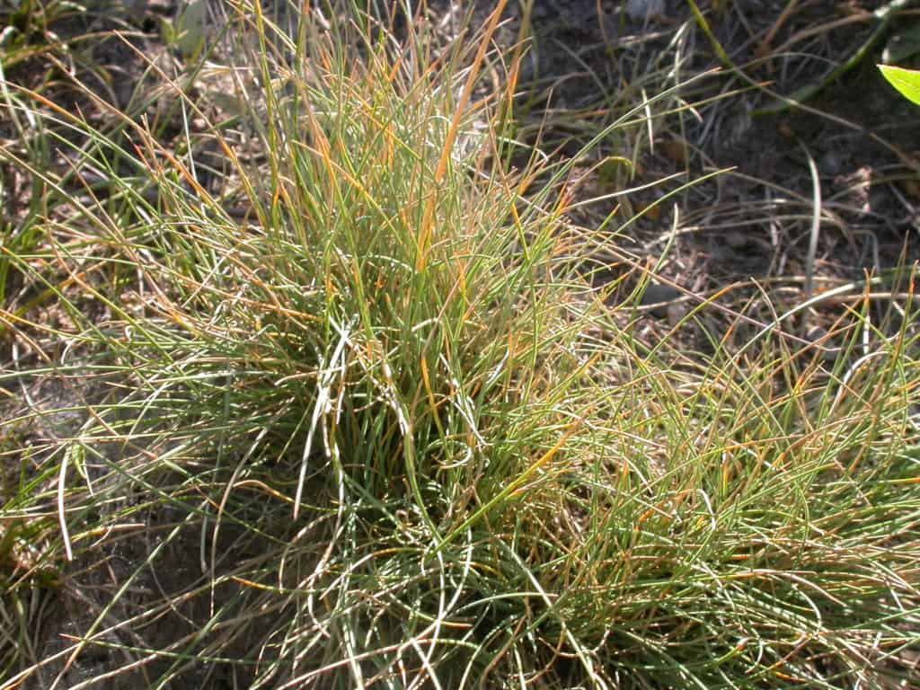 Sage Country Grass Mix (Tall grasses) - Phoenix Desert Seeds