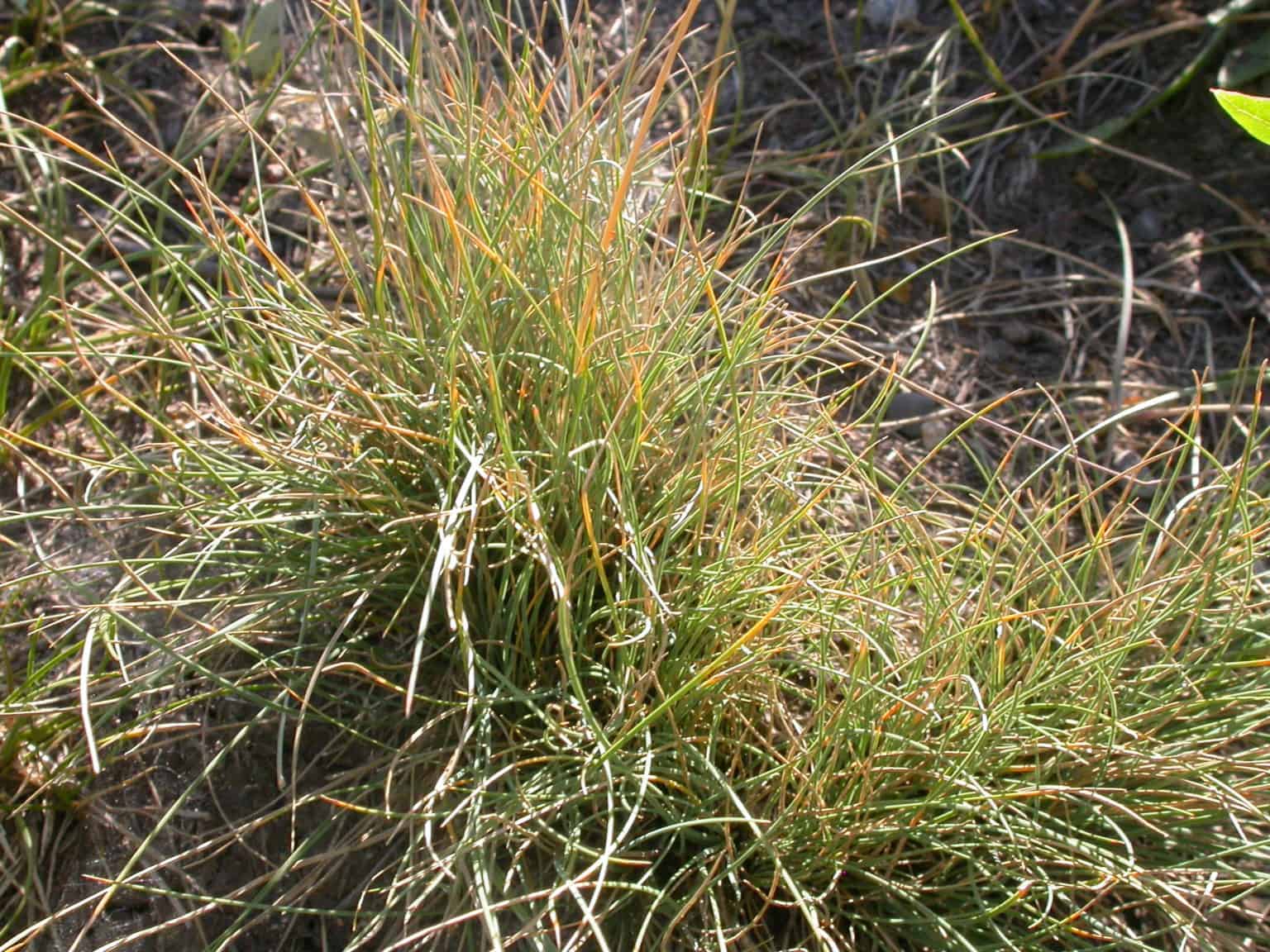 Festuca idahoensis seeds - Phoenix Desert Seeds