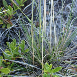 Festuca saximontana seeds