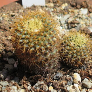 Frailea pumila v. major seeds