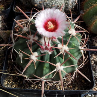 Echinocactus texensis seeds
