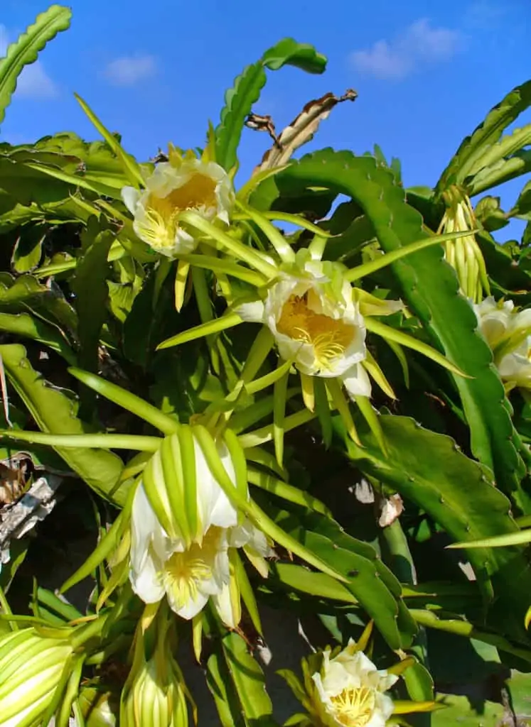 Hylocereus undatus