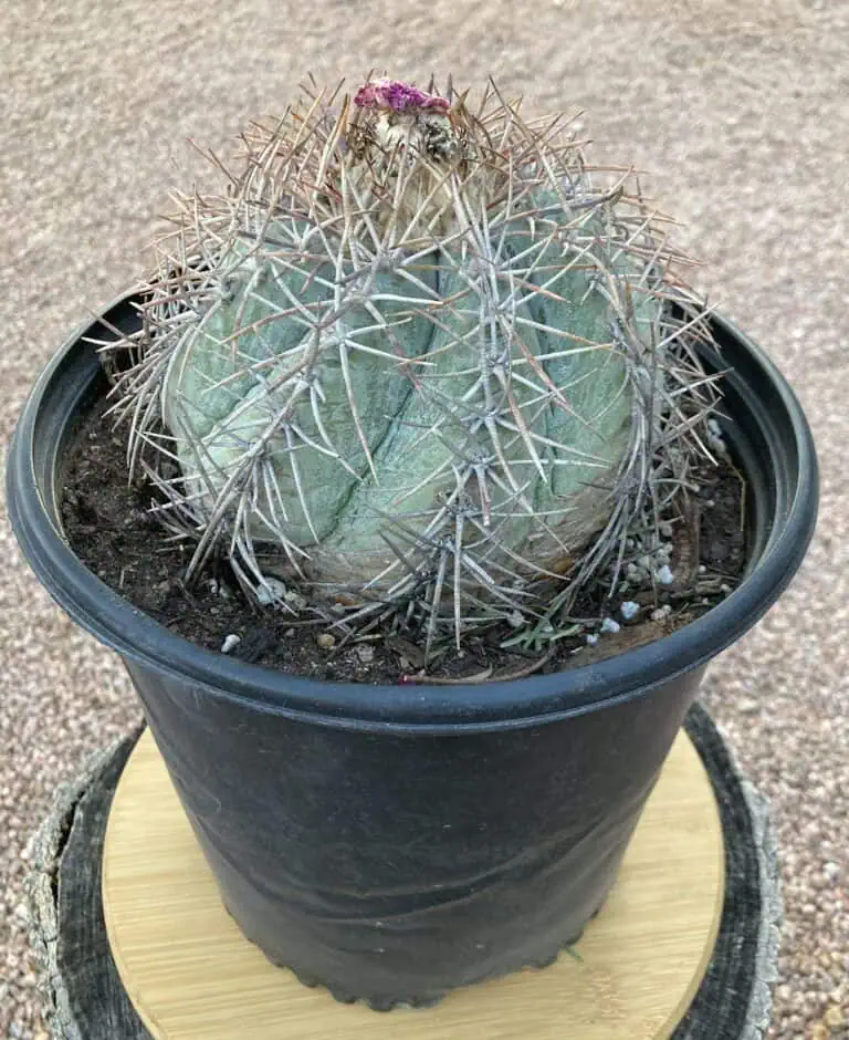 Echinocactus horizonthalonius var. moelleri