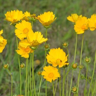 Coreopsis lanceolata seeds