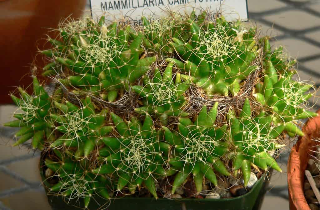 Mammillaria decipiens ssp camptotricha