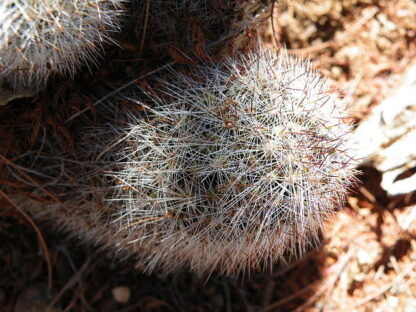 Mammillaria phitauiana seeds - Phoenix Desert Seeds