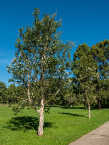 Melaleuca quinquinerva seeds - Phoenix Desert Seeds