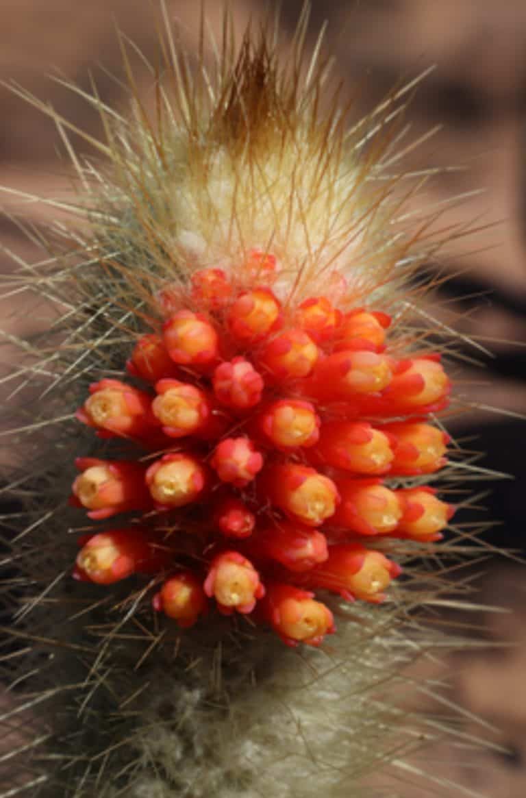 Micranthocerus flaviflorus ssp. densiflorus