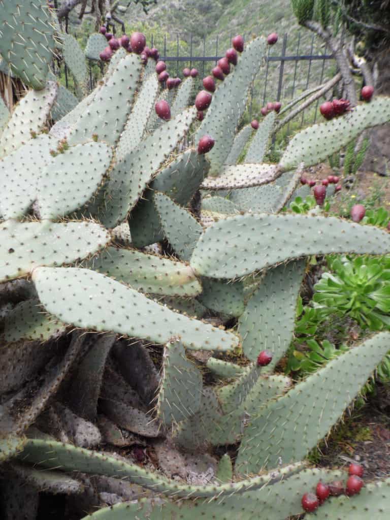 Opuntia engelmannii var linguiformis