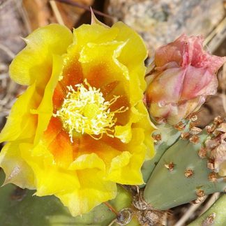 Opuntia species mix