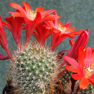Rebutia albiareolata seeds