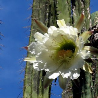 Trichocereus peruvianus seeds