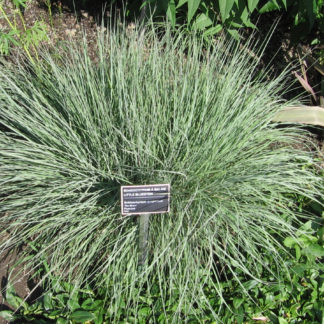 Schizachyrium scoparium seeds