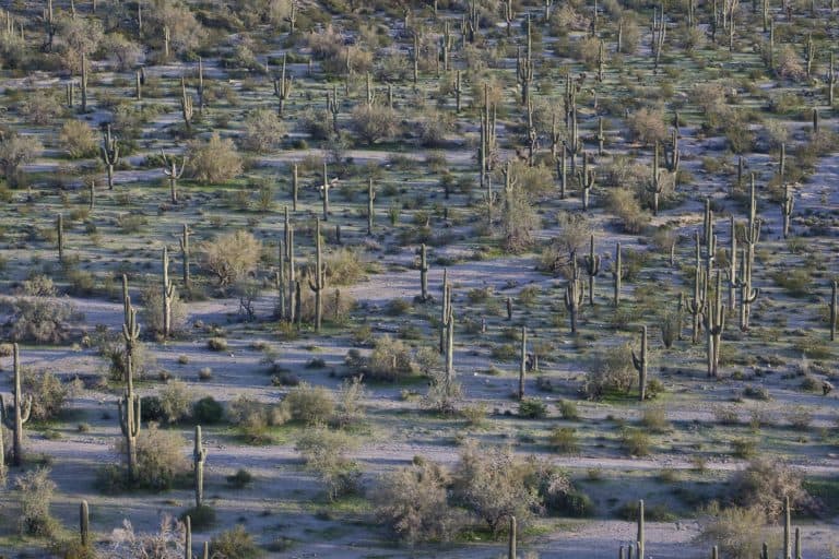 Sonoran Desert