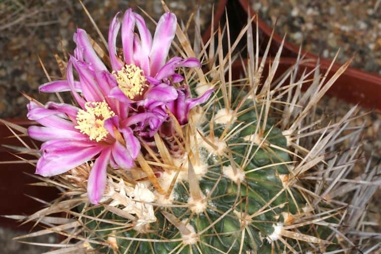 Stenocactus crispatus