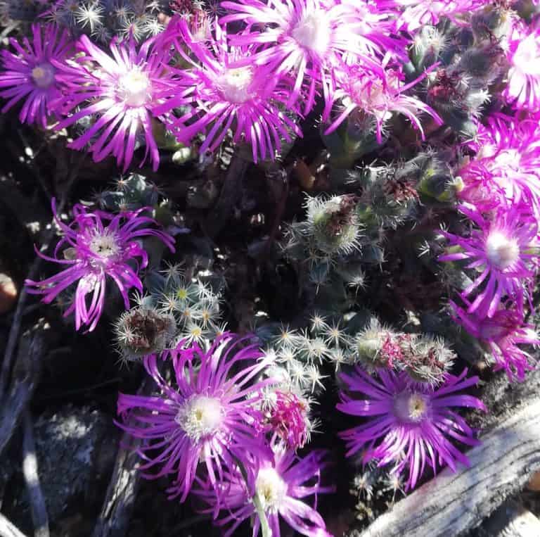 Trichodiadema marlothii
