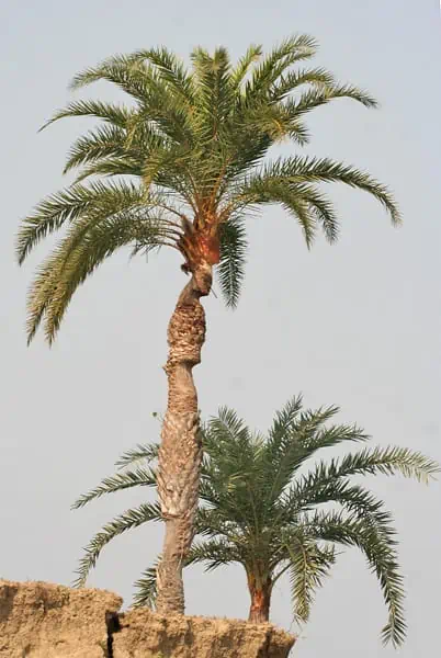 Wild Date Palm (Phoenix sylvestris) tree at Purbasthali