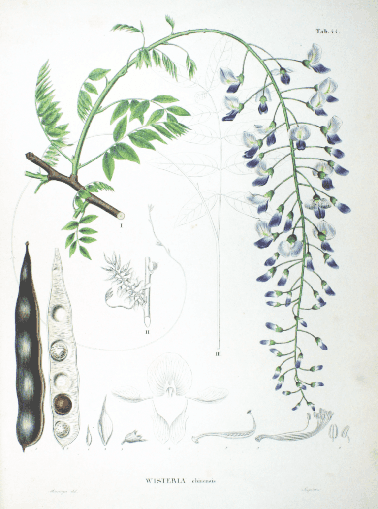 Wisteria sinensis