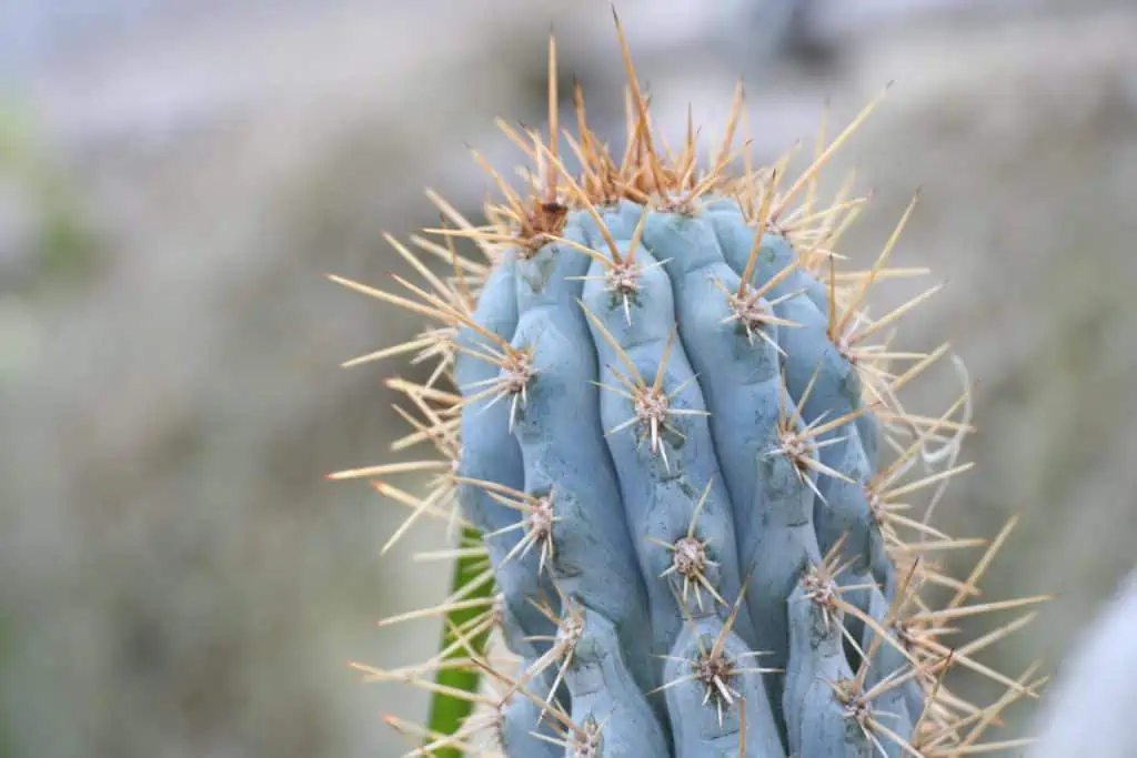 Set 8 Cereus Mix Vaso 10,5 | Boutique - Foto 7