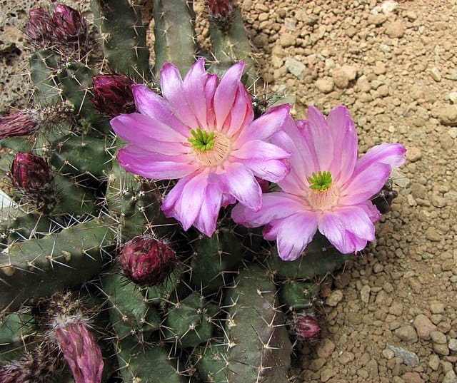 Echinocereus Pentalophus Lady Finger Cactus Phoenix Desert Seeds