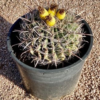 Ferocactus wislizenii