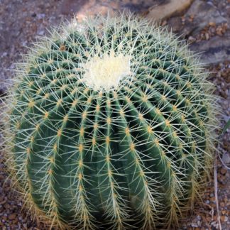 Echinocactus grusonii seeds