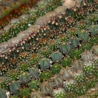 ALL CACTI VARIETIES MIX SEEDS