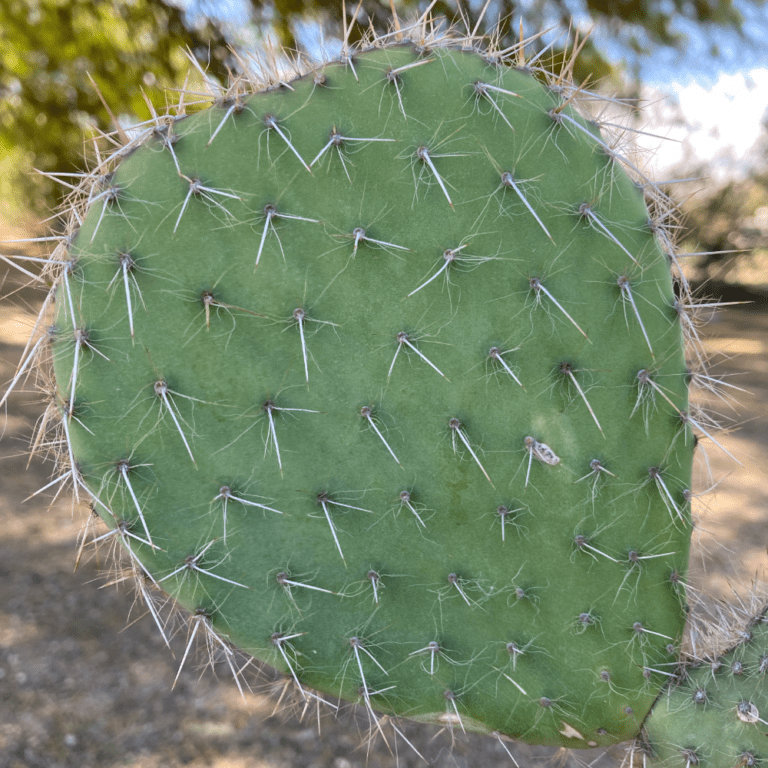 opuntia streptacantha