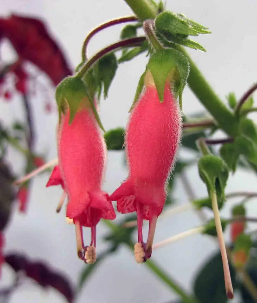 Sinningia sellovii