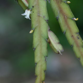 Acanthorhipsalis