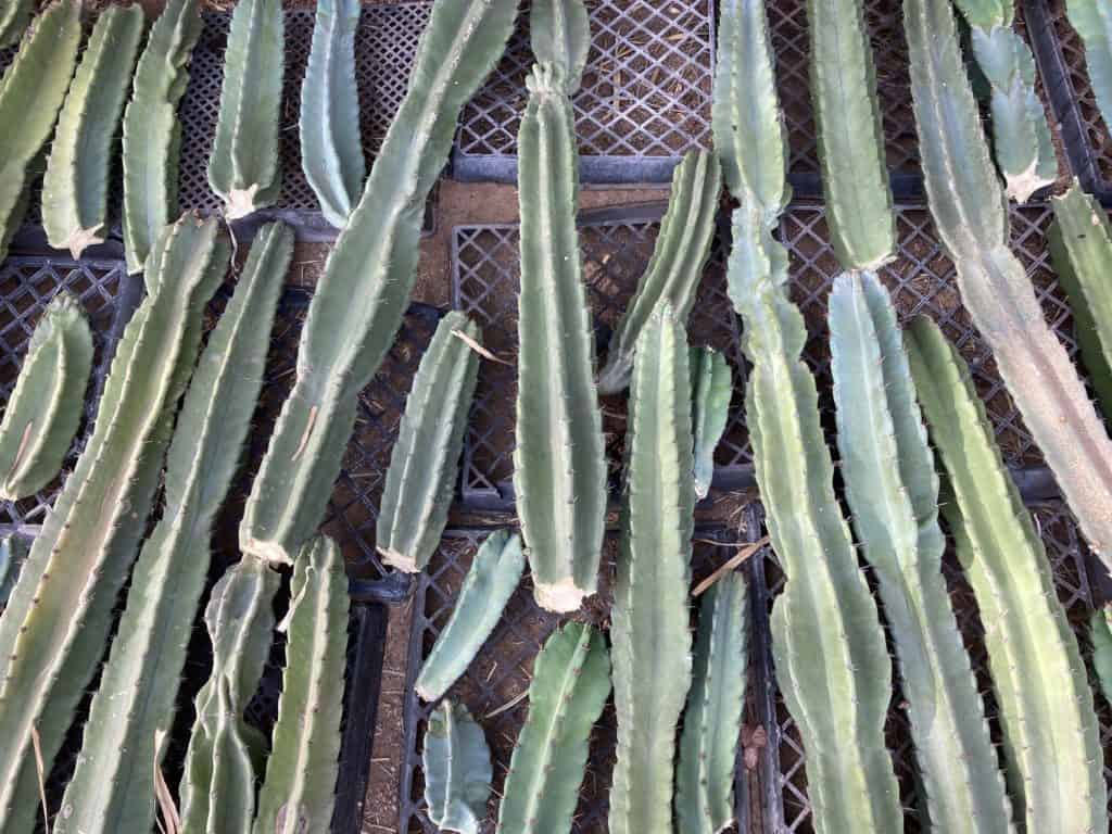 wholesale-cactus-cuttings-archives-phoenix-desert-seeds