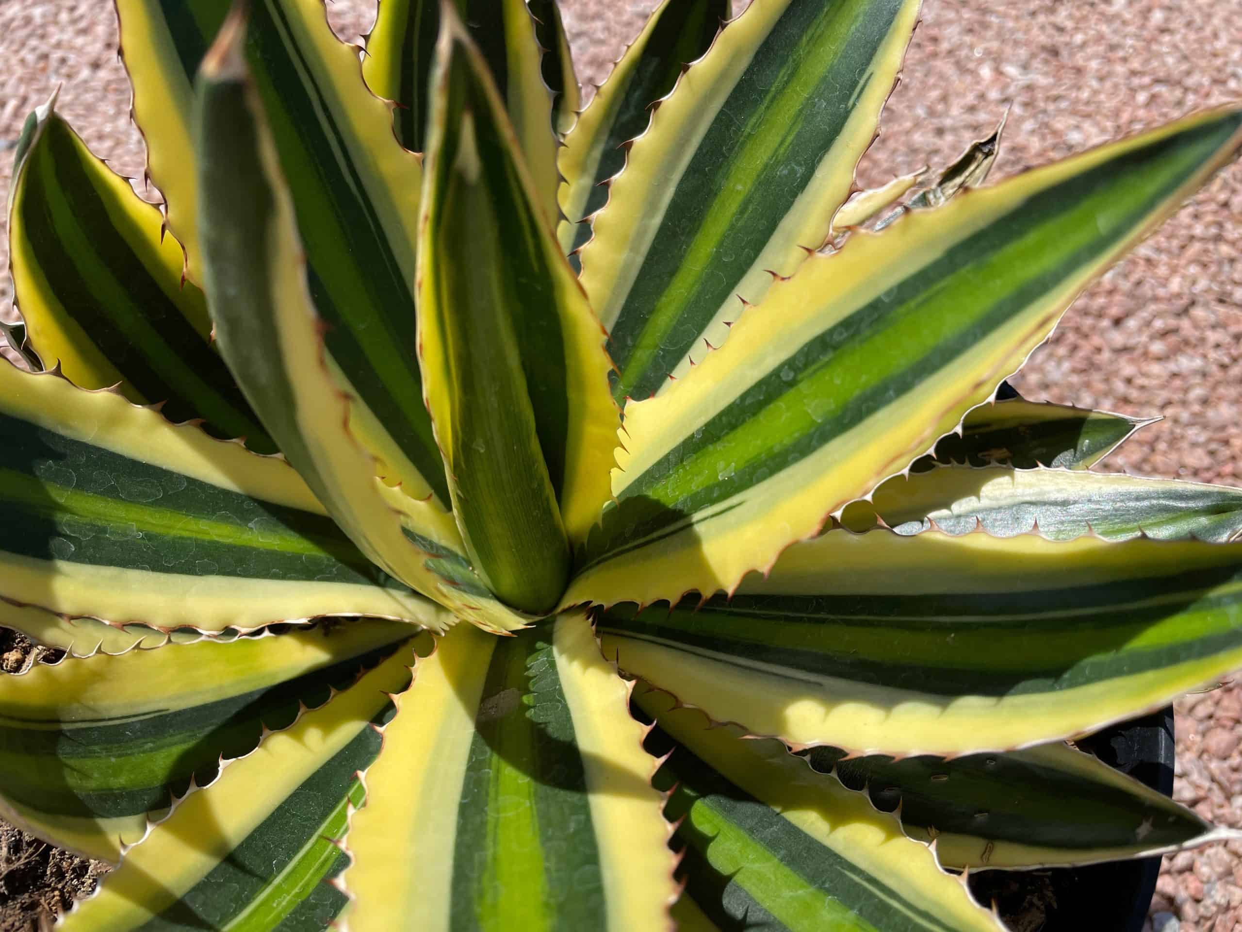 Agave lophantha Quadricolor (Quadricolor Century Plant) - Phoenix ...