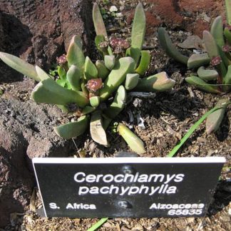 Cerochlamys Seeds